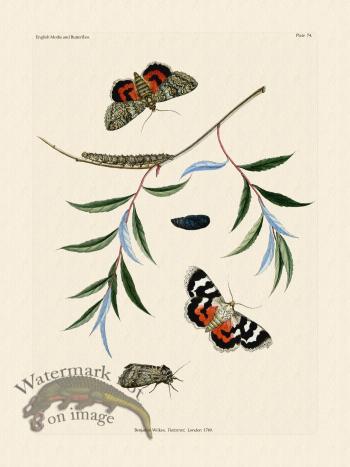 Wilkes Butterflies 074